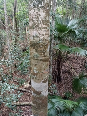 Mischocarpus pyriformis