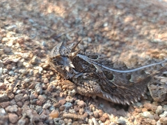 Phrynosoma cornutum