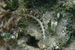 Parapercis australis
