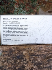 Mischocarpus pyriformis