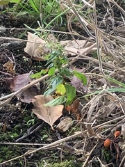 Alkekengi officinarum