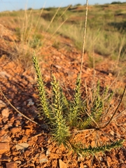 Liatris punctata