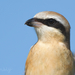 Brown Shrike - Photo (c) Sam Hambly, some rights reserved (CC BY-NC), uploaded by Sam Hambly