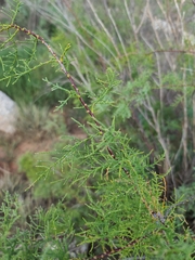 Tamarix ramosissima