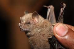 Chiroderma villosum