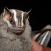 Striped Yellow-eared Bat - Photo (c) Alex Lamoreaux, some rights reserved (CC BY-NC), uploaded by Alex Lamoreaux