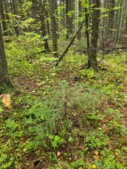 Nucifraga caryocatactes