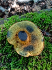 Cyanoboletus