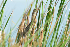 Ixobrychus sinensis