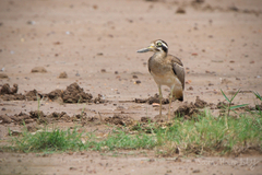 Esacus recurvirostris