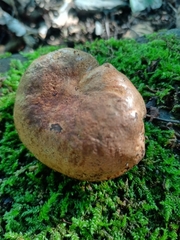 Cyanoboletus