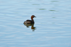 Tachybaptus ruficollis poggei