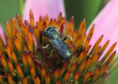 Ceratina calcarata