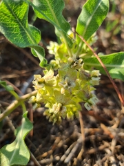 Asclepias arenaria