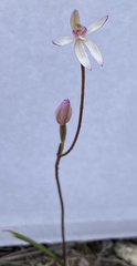 Caladenia alata
