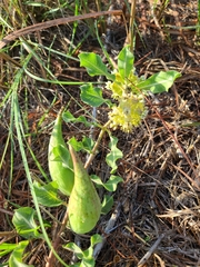 Asclepias arenaria