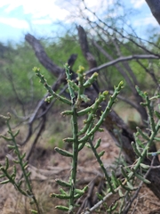 Cylindropuntia leptocaulis