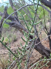 Cylindropuntia leptocaulis