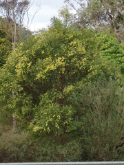 Acacia prominens