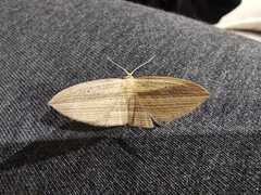 Epiphryne verriculata