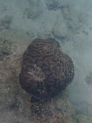 Lobophyllia