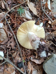Russula sanguinea