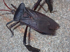 Acanthocephala