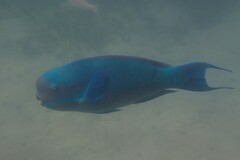 Chlorurus microrhinos