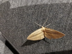 Epiphryne verriculata