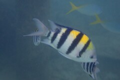 Abudefduf vaigiensis