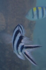 Abudefduf sexfasciatus