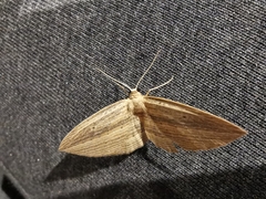 Epiphryne verriculata