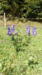 Aconitum variegatum