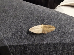 Epiphryne verriculata