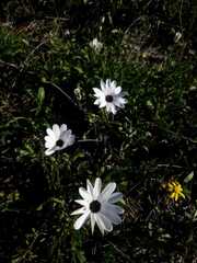 Dimorphotheca ecklonis