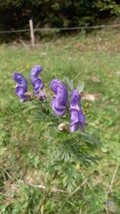 Aconitum variegatum