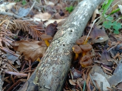 Chrysomphalina chrysophylla