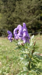 Aconitum variegatum
