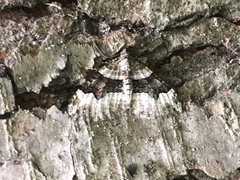 Xanthorhoe lacustrata