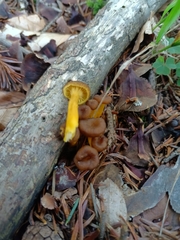 Chrysomphalina chrysophylla