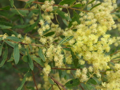 Acacia prominens