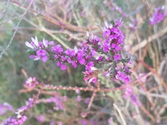 Muraltia macropetala