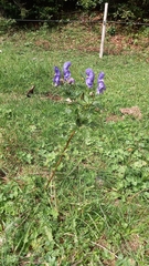 Aconitum variegatum