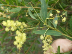 Acacia prominens