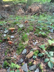 Neoboletus luridiformis