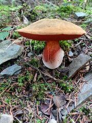 Neoboletus luridiformis