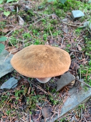 Neoboletus luridiformis