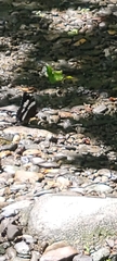Limenitis arthemis arthemis