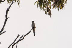 Cacomantis flabelliformis