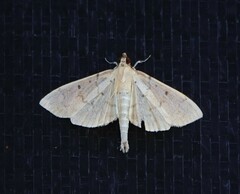 Herpetogramma dorsipunctalis